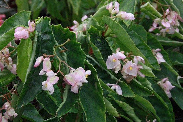 B. ‘Kokubu Hashimoto’
